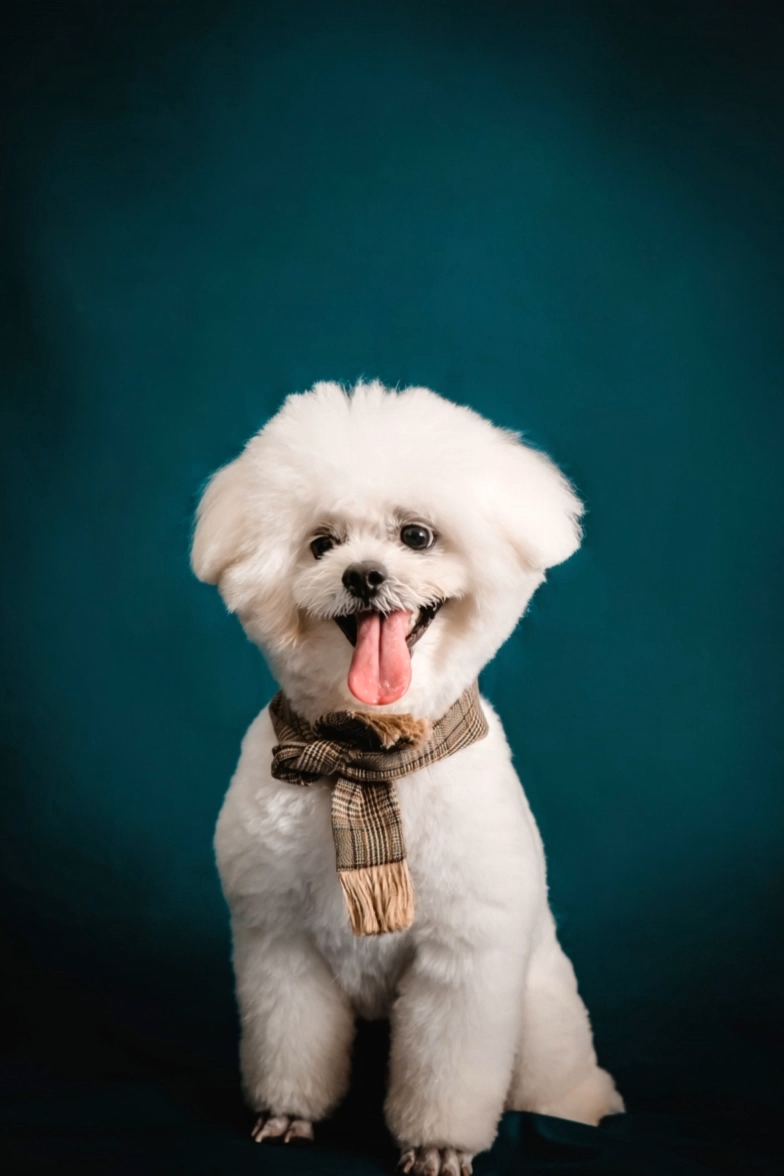 Dashing Pet